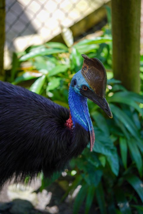 Meet the World's Most Dangerous Birds: Nature's Feathered Predators